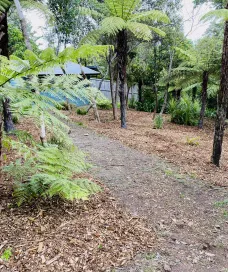 A clean forest path winding through trees and mulch