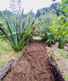 A scenic dirt path surrounded by lush green plants, after garden design