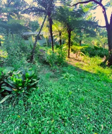 Overgrown green yard with trees and plants