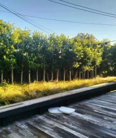 Outdoor wooden deck with a bench, surrounded by high grass