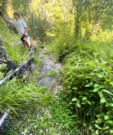 Overgrown outdoor space