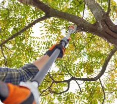 Tree pruning