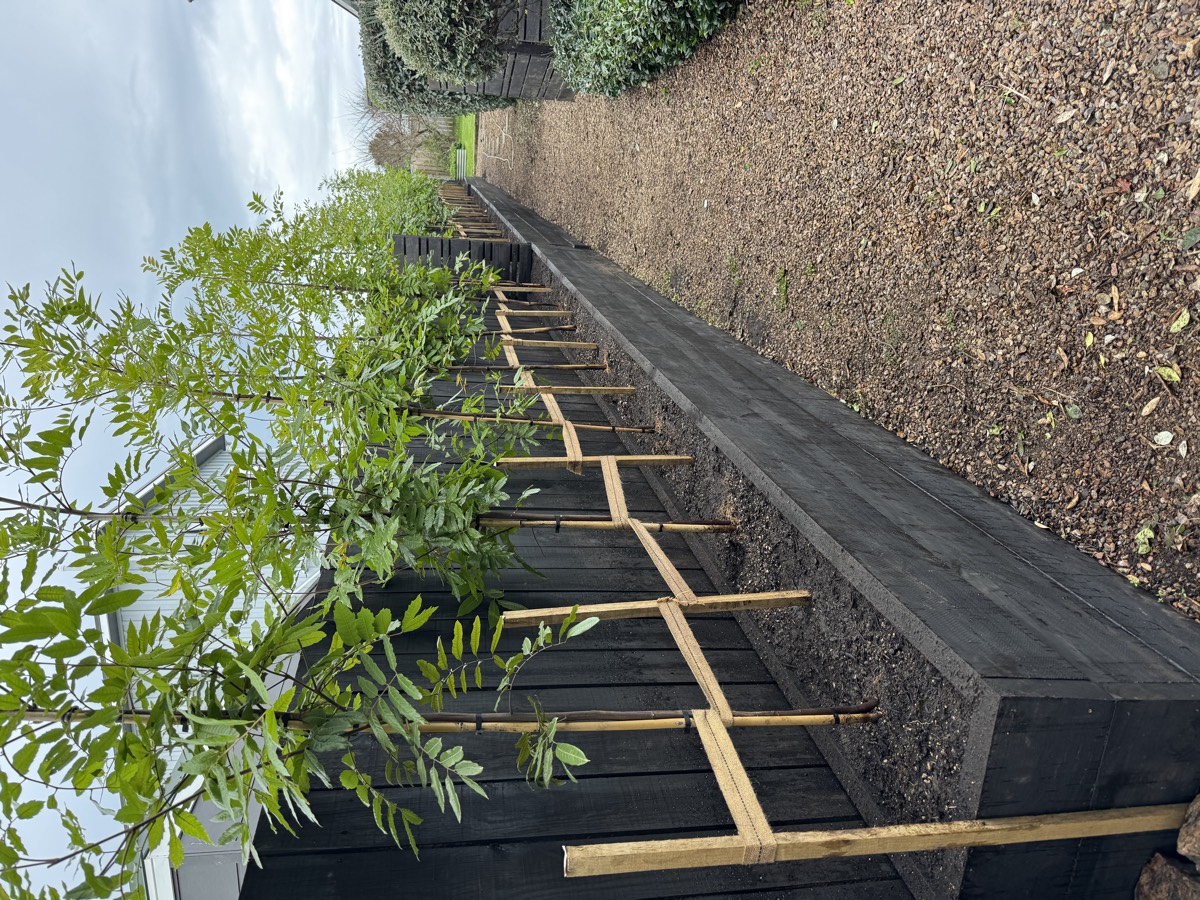 Garden transformation after — trellis with new plantings