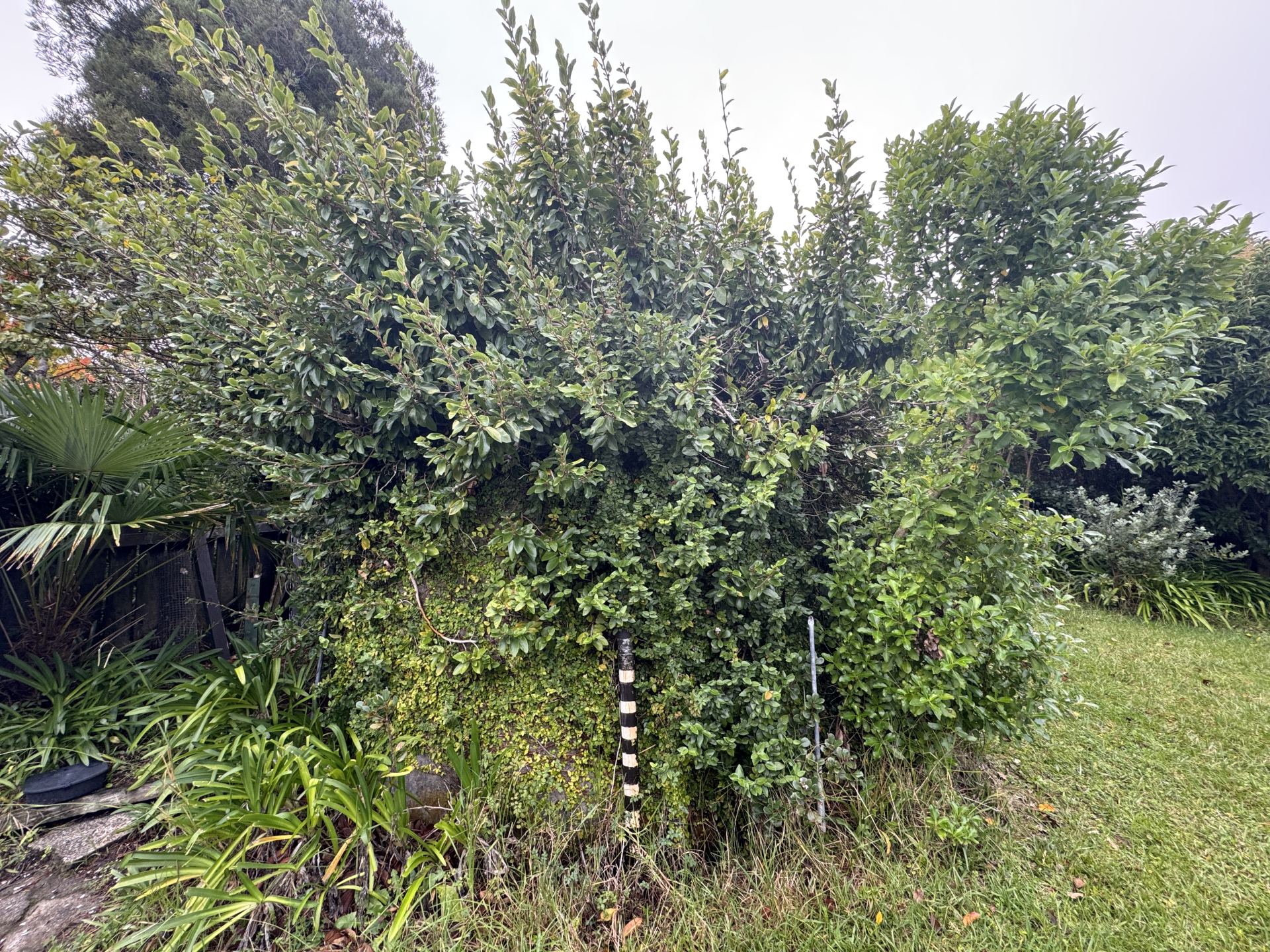 Overgrown shrub before