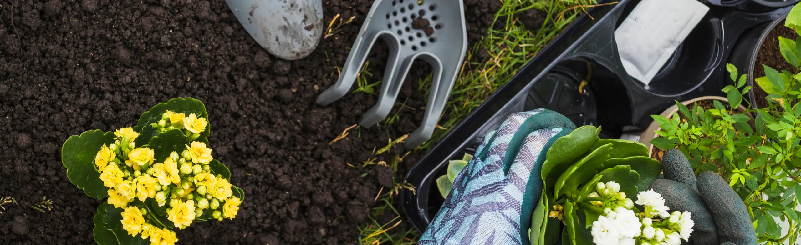 Professional gardener planting flowers