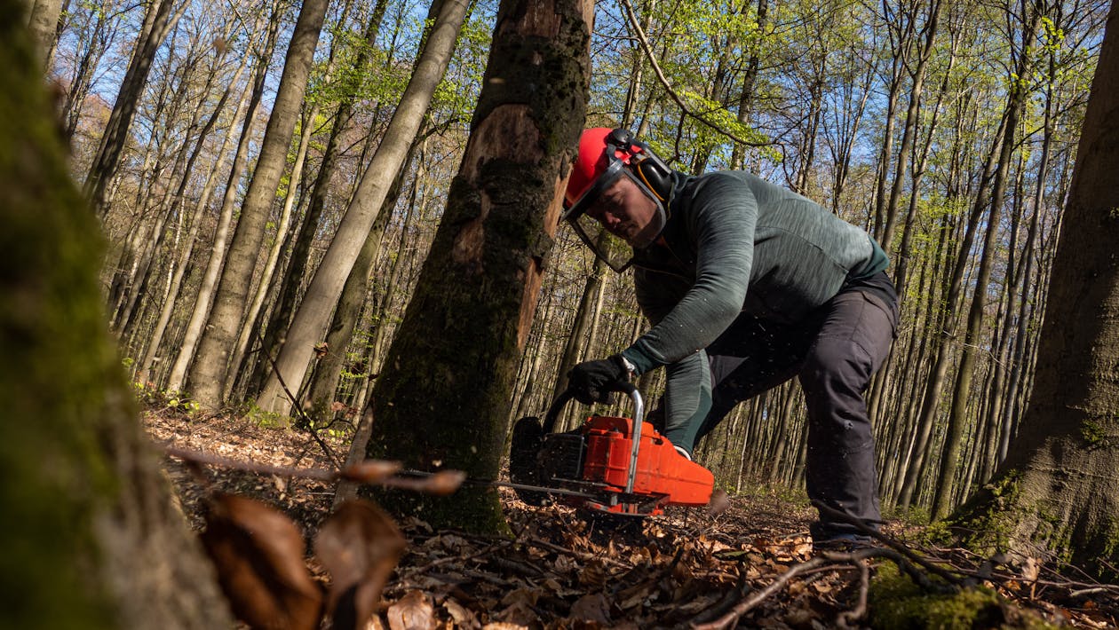 Tree pruning and chainsaw services