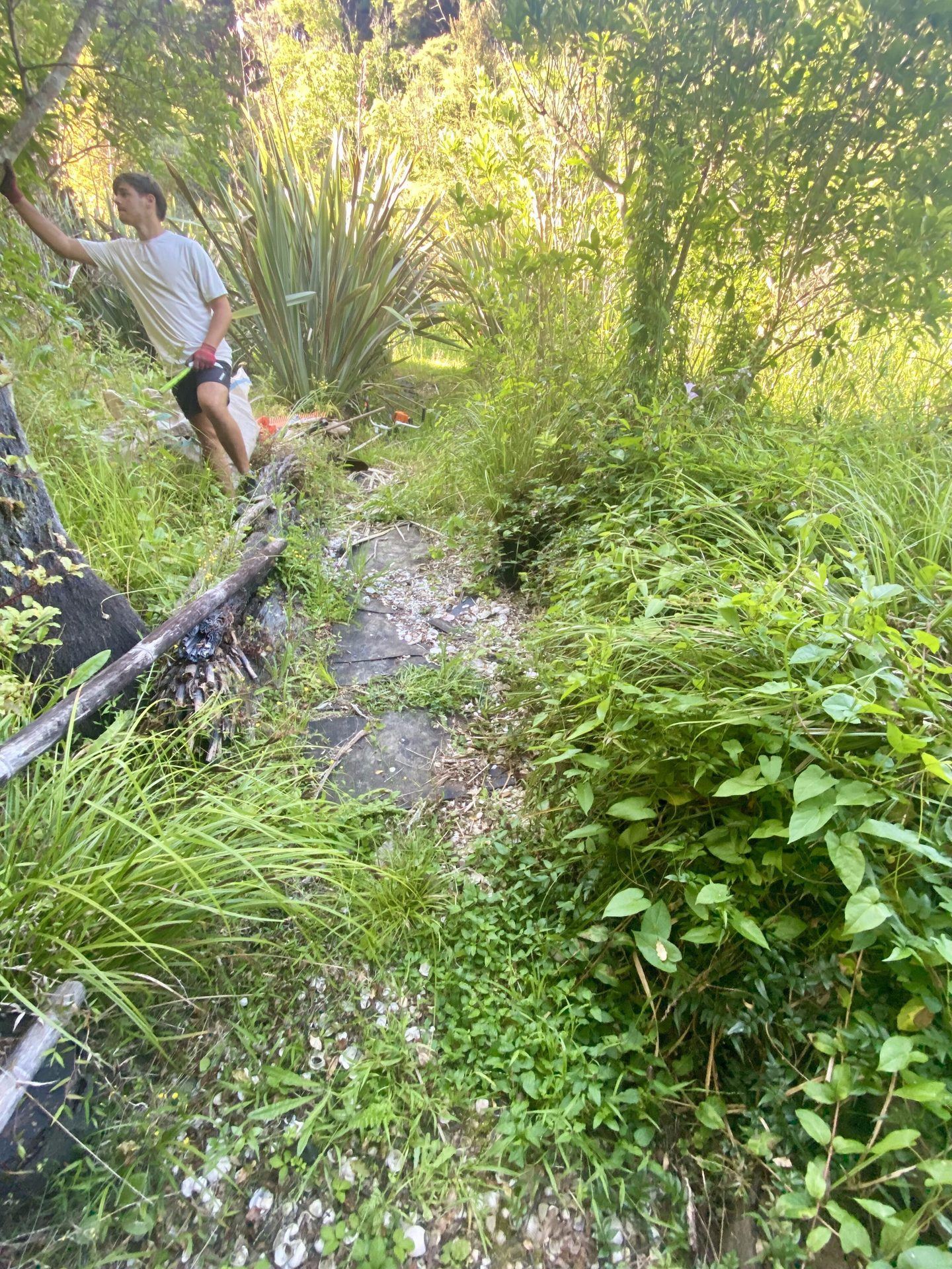 Overgrown area restoration
