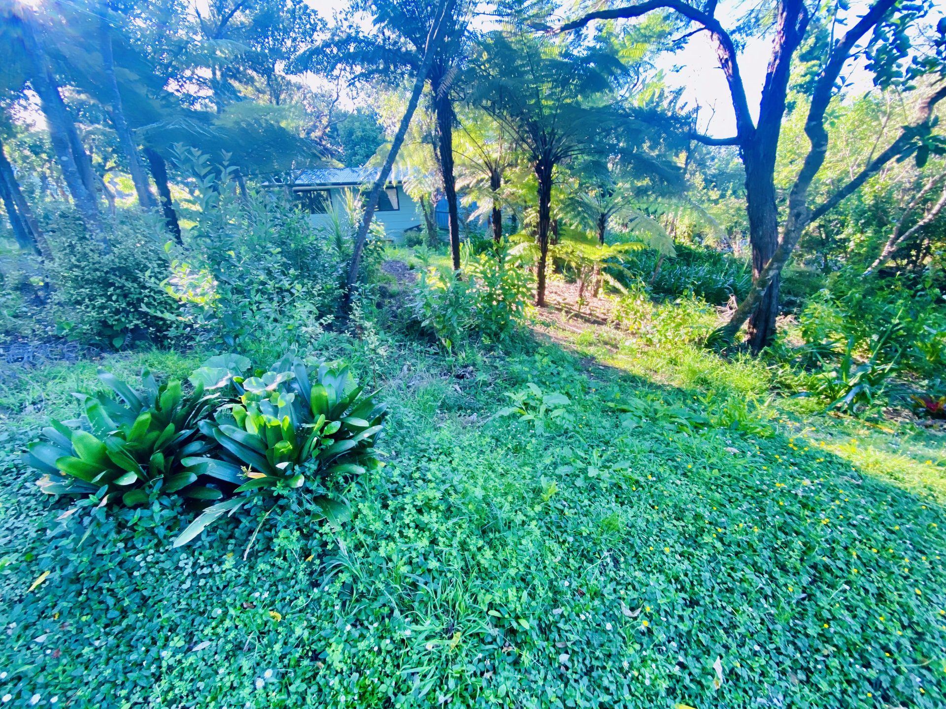 Garden restoration before