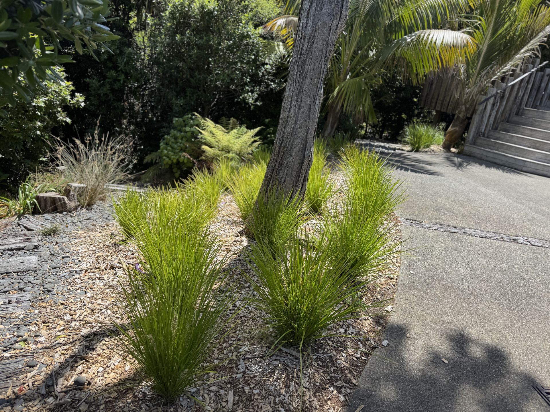 Garden with path after planting