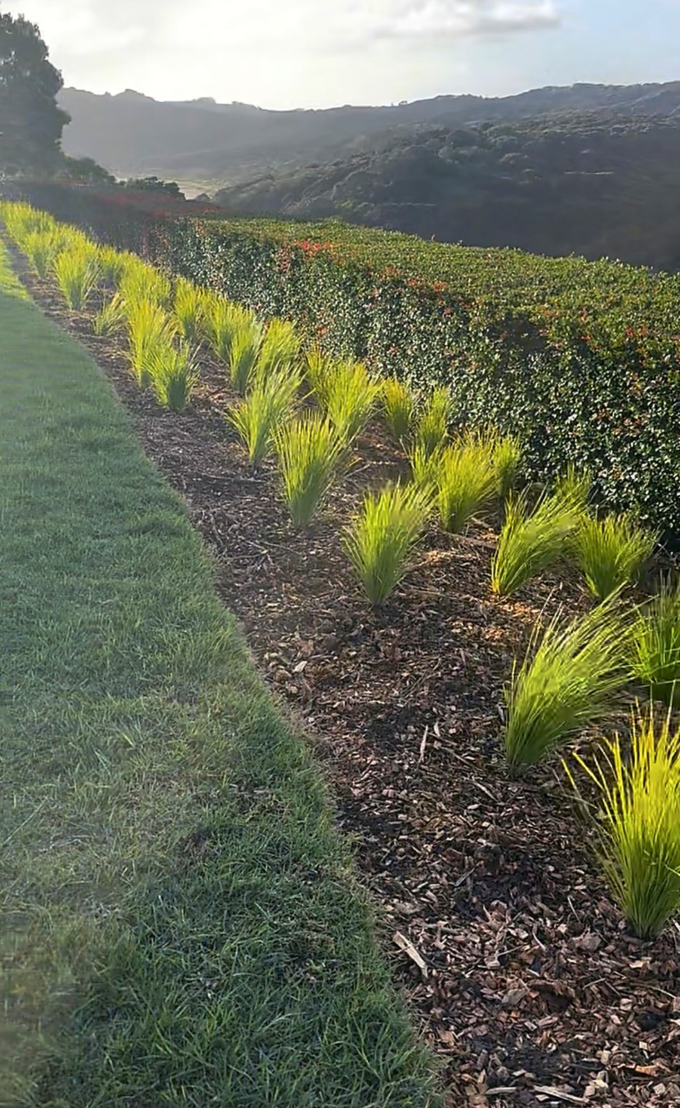 Garden design and planting