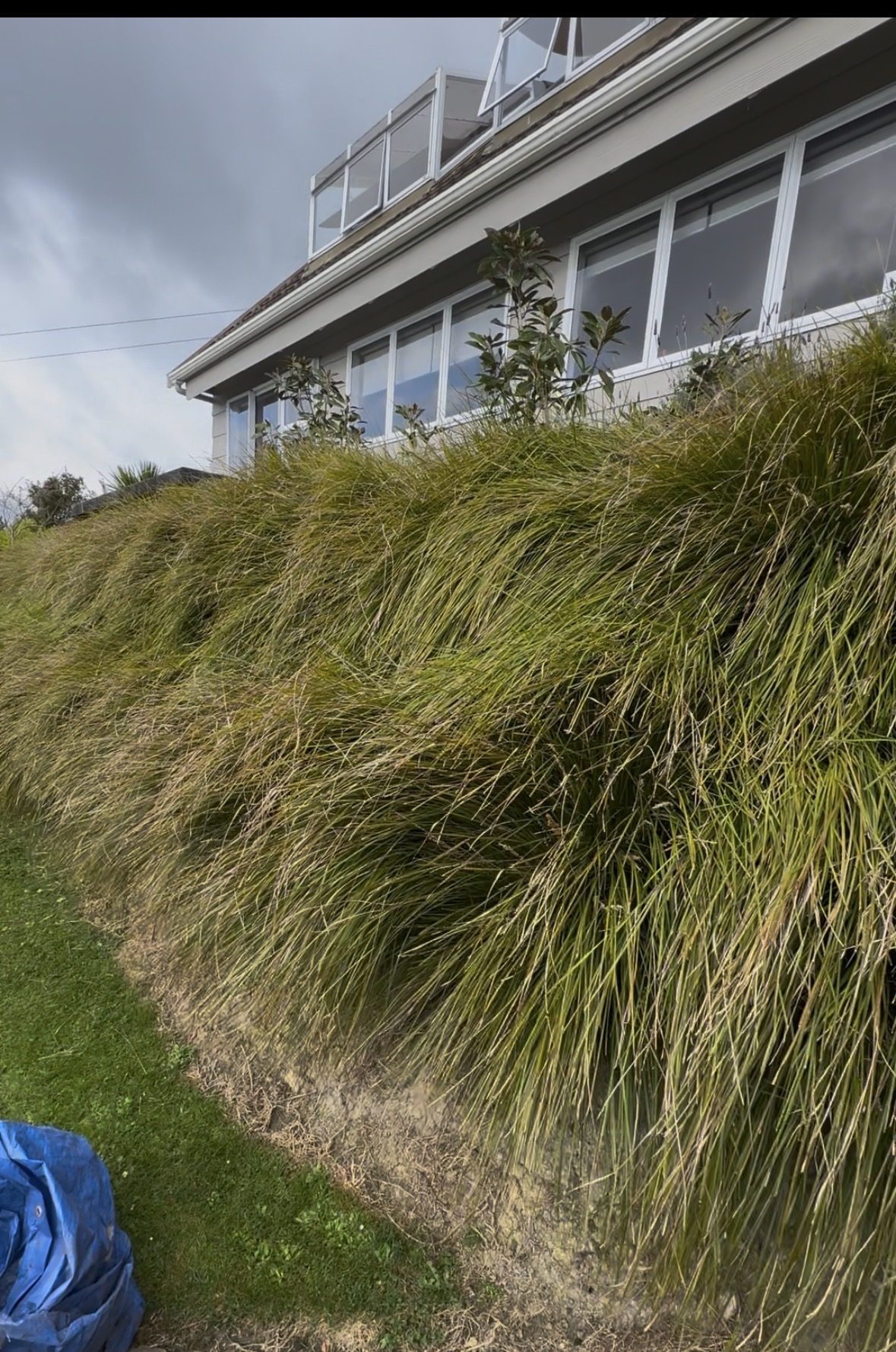Overgrown garden before